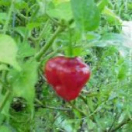 Capsicum Chinense USDA #238051 Hot Pepper (Type 2) HP951-10